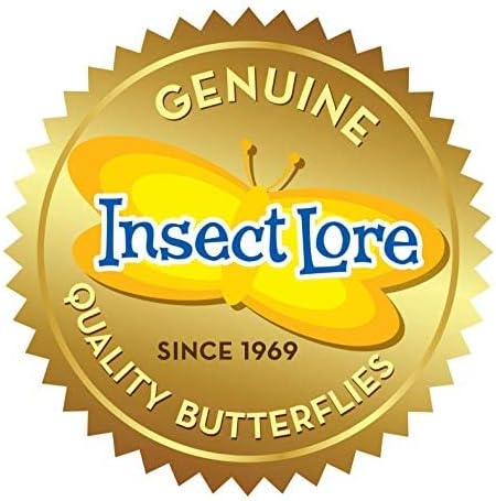 Insect Lore Two Cups of Live Caterpillars - 10 Live Painted Lady Caterpillars with Food - Includes Bonus Butterfly Life Cycle Figurines - Refill for Butterfly Garden Habitat