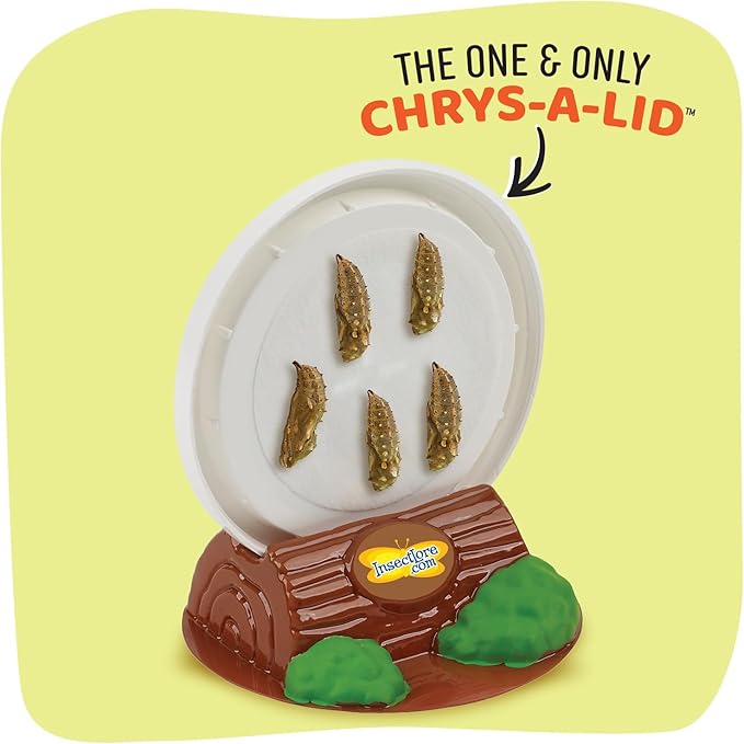 Insect Lore Butterfly Garden - 8" Habitat with 5 Live Baby Caterpillars - Includes Life Cycle Figurines, Stickers, Wind up, Mini Habitat | Birthday or Teacher Gift Set