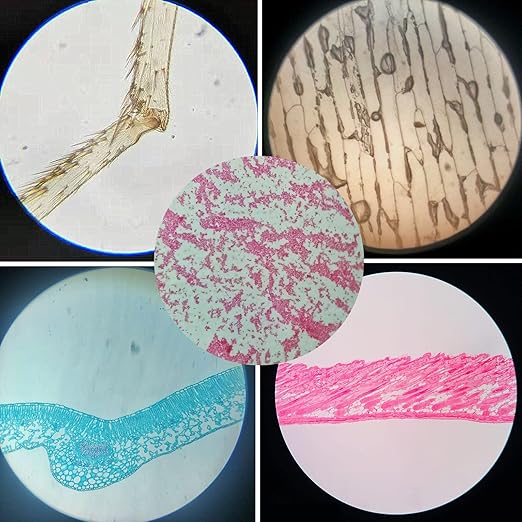 Prepared Plastic Microscope Slides with Specimens for Kids, Microscope Sample Slides Full Range of Animal/Plant/Insect/Blood Biology Slides Gift Set for Kids Microscope (60PCS)
