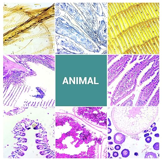 100 Microscope Slides with Specimens for Kids and Adults, Prepared Microscope Slides with Plants Animals Insects for Students Homeschool Edu