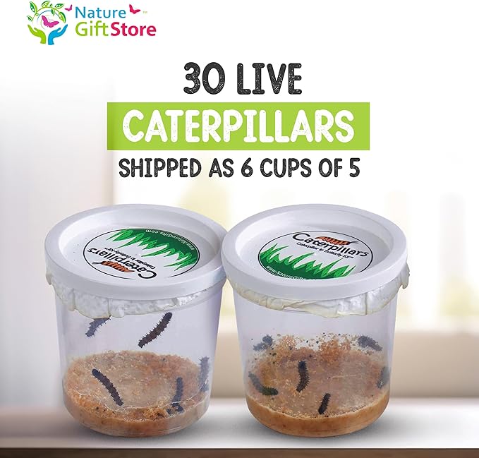30 Live Caterpillars for Butterfly Habitat Kit - Refill for Painted Lady Butterfly Kit with Caterpillar Food, Instructions - Educational Science Kit, 6 Cups of 5 Caterpillars